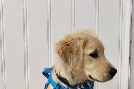 Alpha Veterinary Clinic