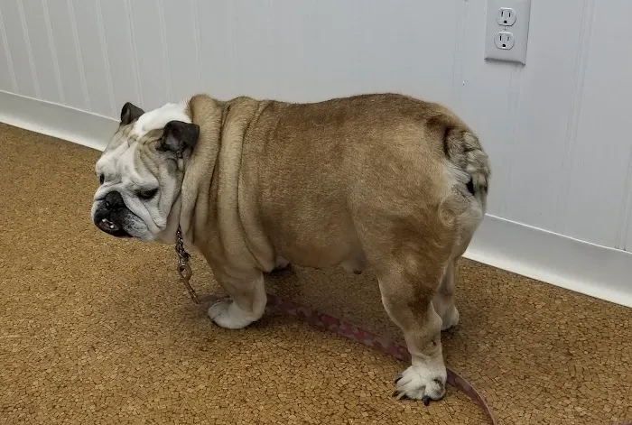 Alpha Veterinary Clinic 12