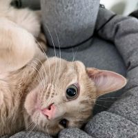 Oakwood Veterinary Clinic ico
