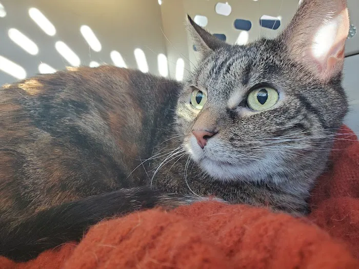 Woodman Drive Animal Hospital 12