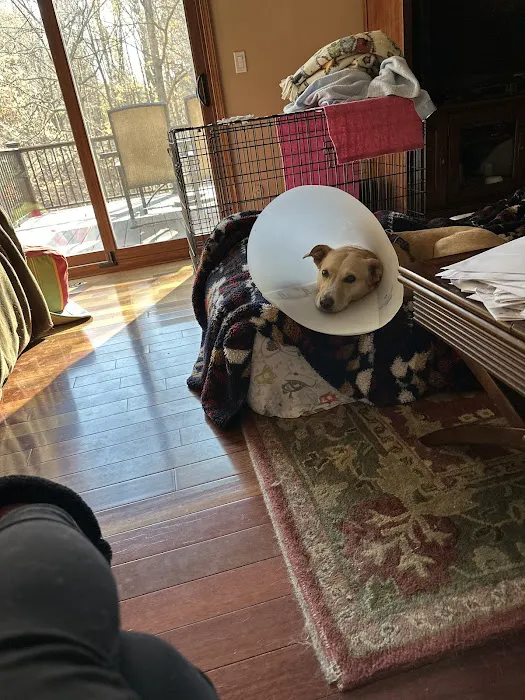 Pets In Stitches 12