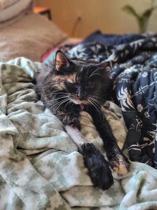 Pets In Stitches 12