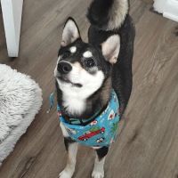 Twin Maples Veterinary Hospital ico