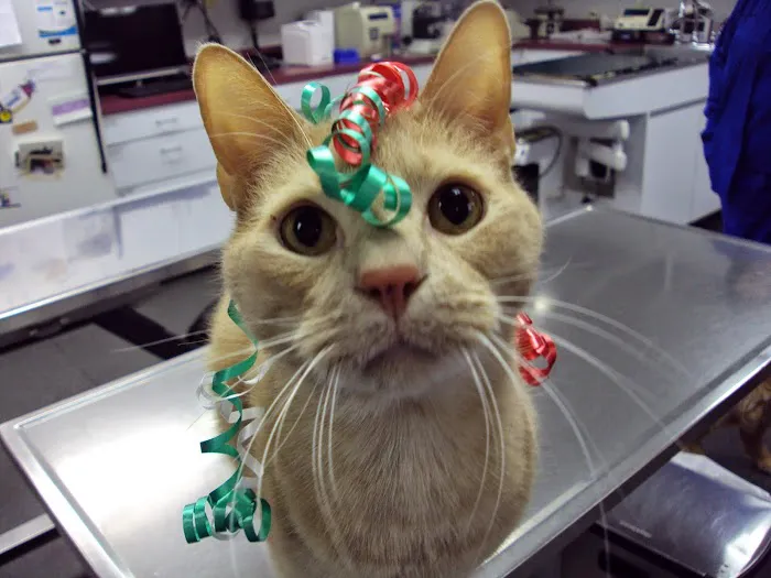 Twin Maples Veterinary Hospital 12