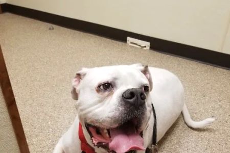 Connersville Veterinary Clinic