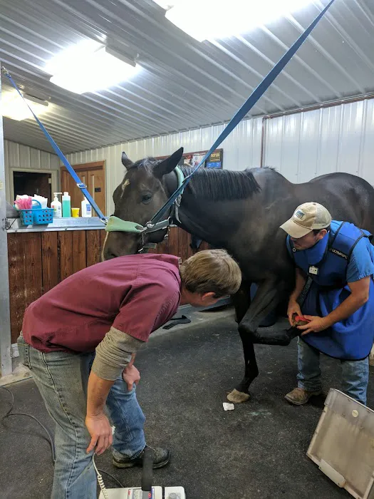 King Veterinary Services 3