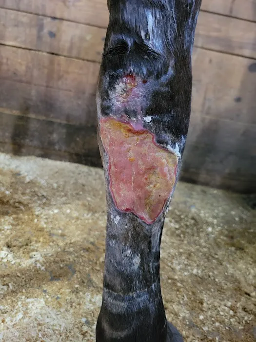 King Veterinary Services 8