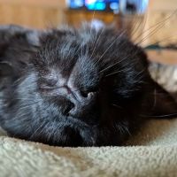 Country Critters Veterinary Hospital ico