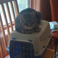 Broadway Veterinary Clinic ico