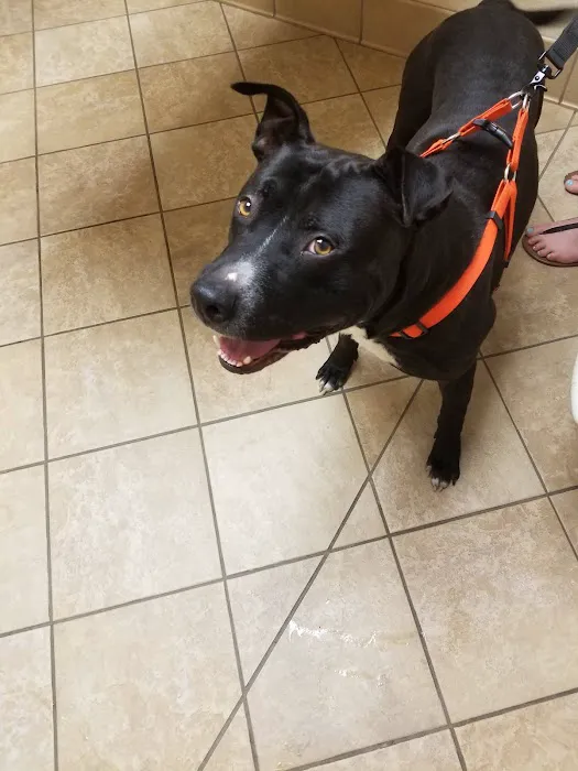 VCA Northwood Animal Hospital 12