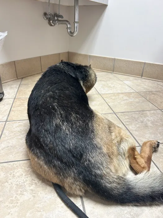 Animal Medical Center 6
