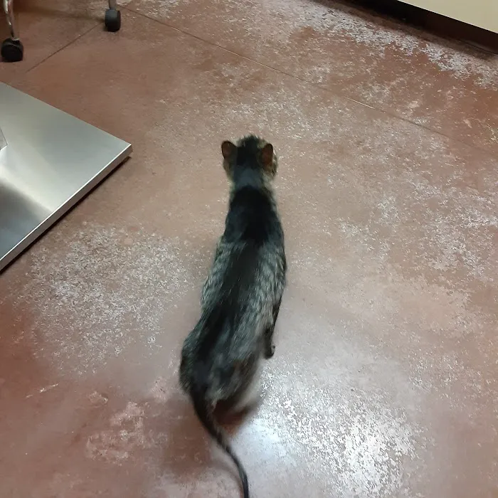 Animal Medical Center 3