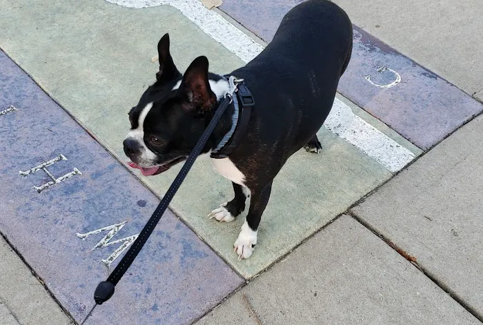 Animal Medical Center 10