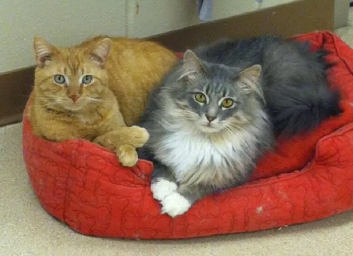 Laughery Valley Veterinary Hospital 12