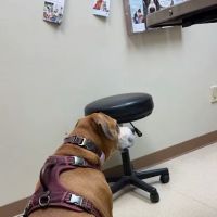 Laughery Valley Veterinary Hospital ico