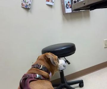 Laughery Valley Veterinary Hospital
