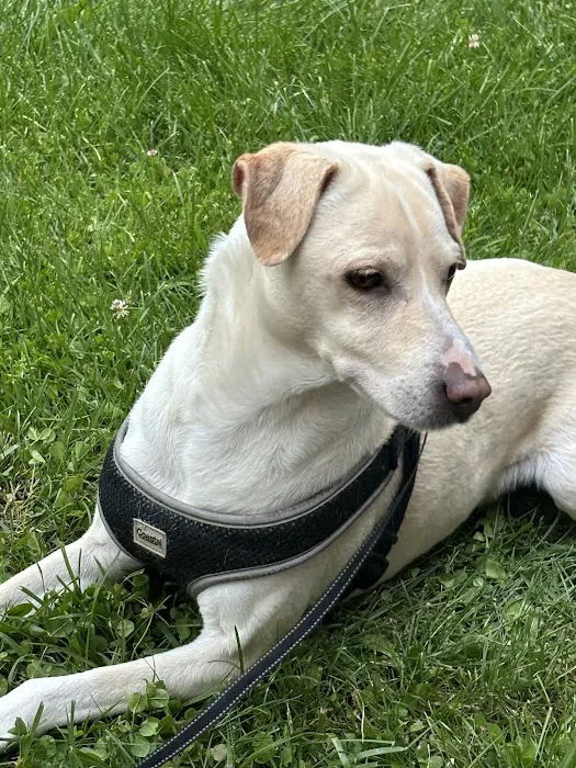 Brownstown Animal Hospital: Burdorf Kristin DVM 6