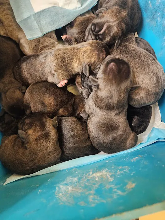 Brownstown Animal Hospital: Burdorf Kristin DVM 7