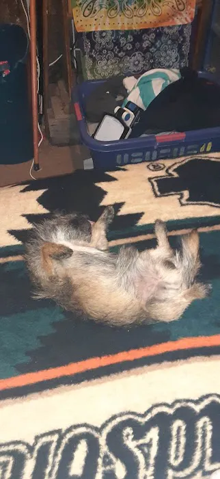 Brownstown Animal Hospital: Burdorf Kristin DVM 3
