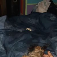 Brownstown Animal Hospital: Burdorf Kristin DVM ico