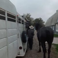 Southern Indiana Equine ico