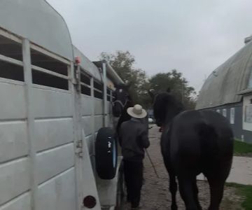 Southern Indiana Equine