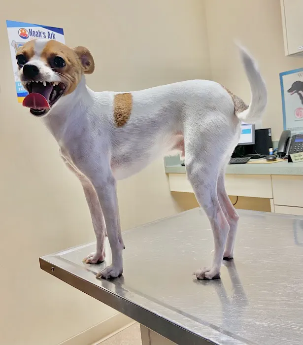 Noah's Ark Animal Clinic of West Chester 7