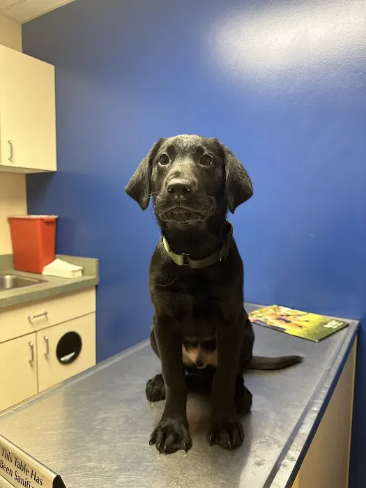 Noah's Ark Animal Clinic of West Chester 1