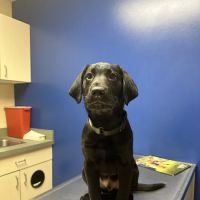 Noah's Ark Animal Clinic of West Chester ico