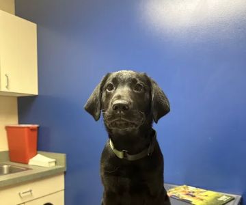 Noah's Ark Animal Clinic of West Chester