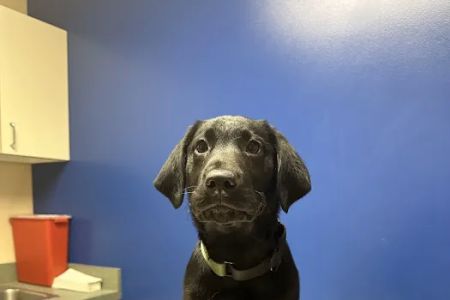 Noah's Ark Animal Clinic of West Chester