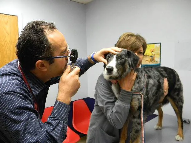 County Animal Hospital 12