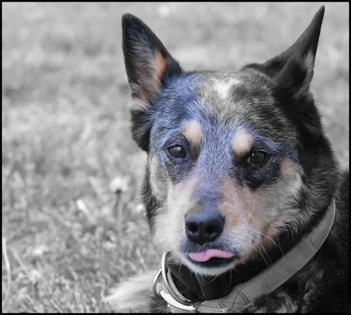 County Animal Hospital 12