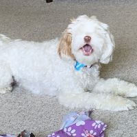 Pfister Animal Hospital ico