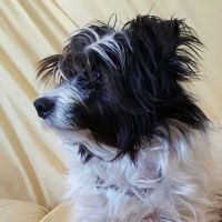 West Chester Veterinary Care (WCVC) ico