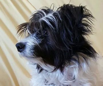 West Chester Veterinary Care (WCVC)