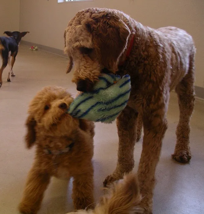 West Chester Veterinary Care (WCVC) 9