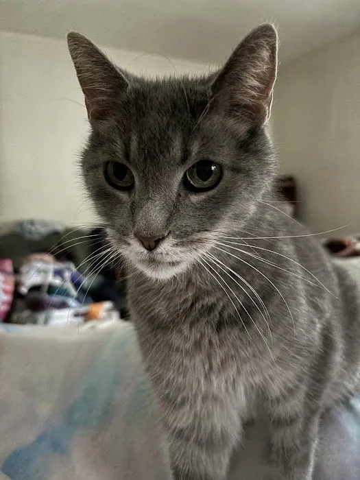 West Chester Veterinary Care (WCVC) 7