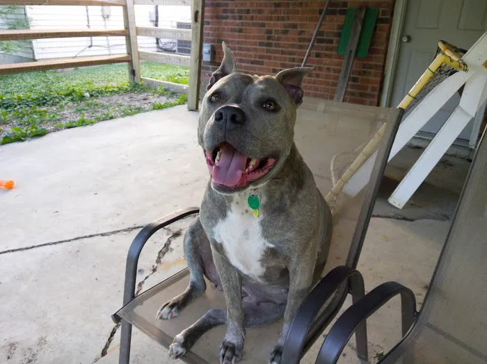 Mason Family Pet Hospital 12