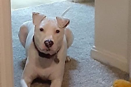 Cincinnati Animal Medical Center