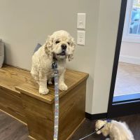 Whiskers and Paws Animal Hospital ico