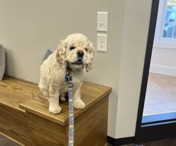 Whiskers and Paws Animal Hospital