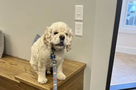 Whiskers and Paws Animal Hospital