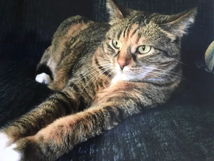 Whiskers and Paws Animal Hospital 6
