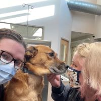 Deer Park Veterinary Hospital ico