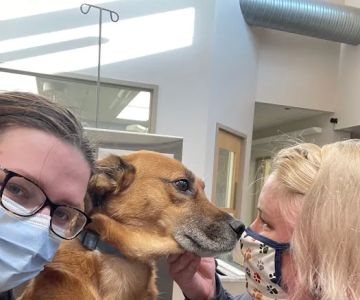 Deer Park Veterinary Hospital