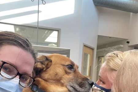 Deer Park Veterinary Hospital