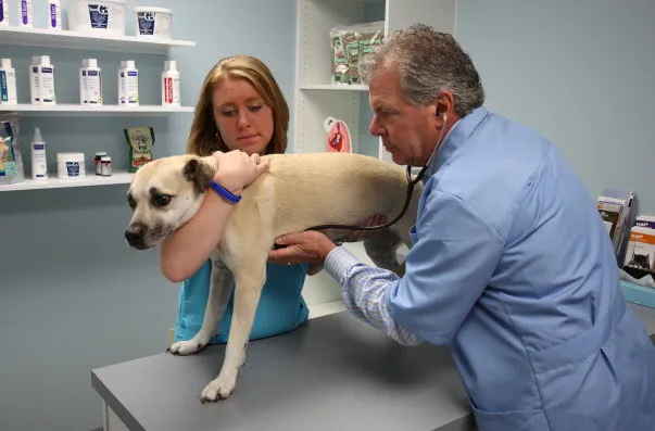 PetCare Animal Hospital 12