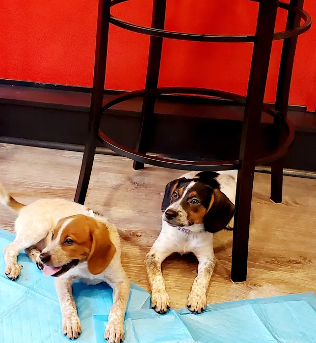 PetCare Animal Hospital 12