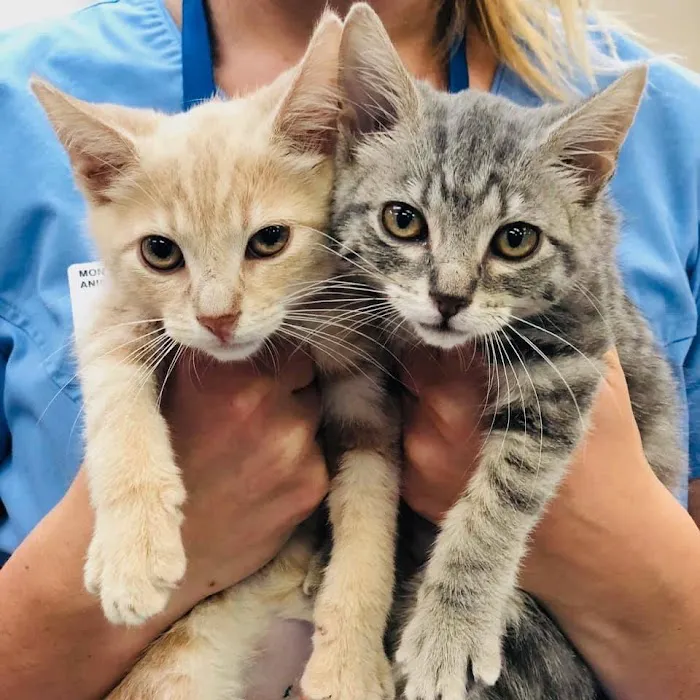 Montgomery Animal Hospital 4